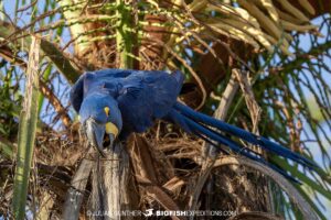 Blue Hyacinth Macaw in the TransPantanal.