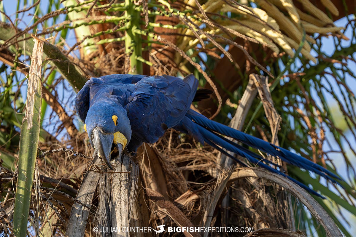 Blue Hyacinth Macaw in the TransPantanal.