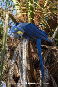 Blue Hyacinth Macaw in the TransPantanal.