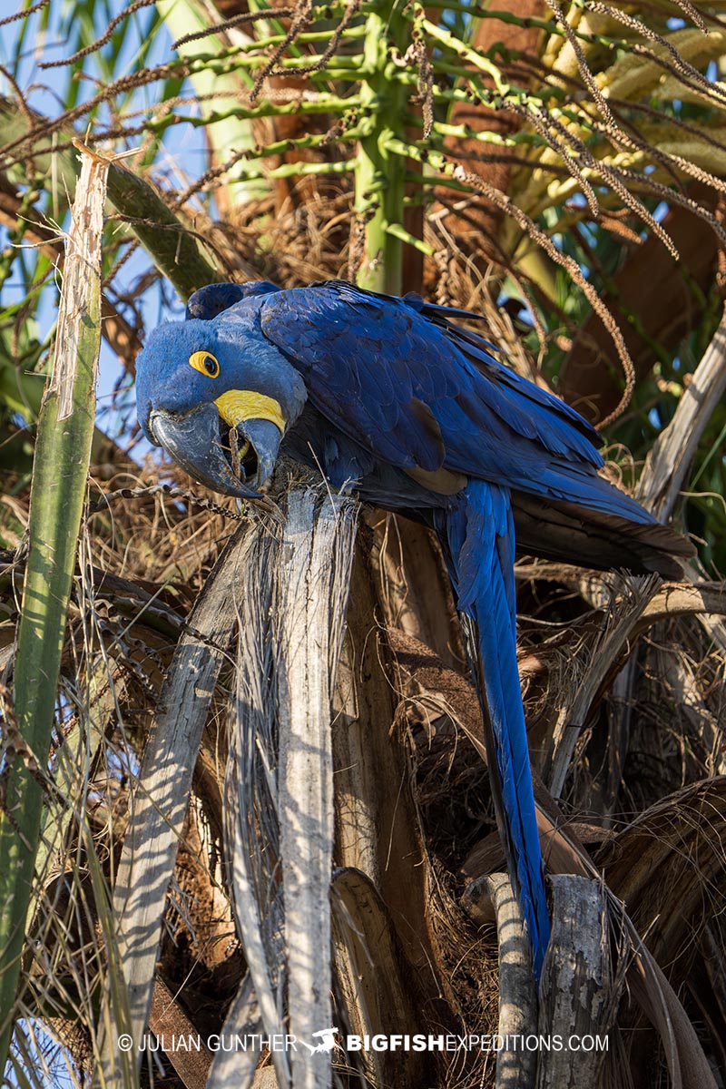 Blue Hyacinth Macaw in the TransPantanal.