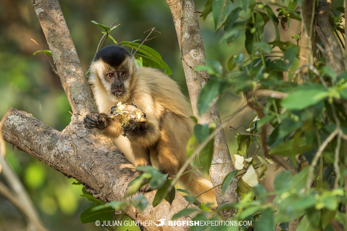 Brown capuchin monkey.