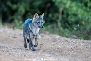 Crab Eating Fox in the Pantanal on our Jaguar Photography Tour.