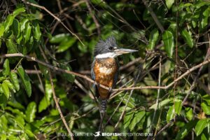 Giant Kingfisher. Birding in the Pantanal.