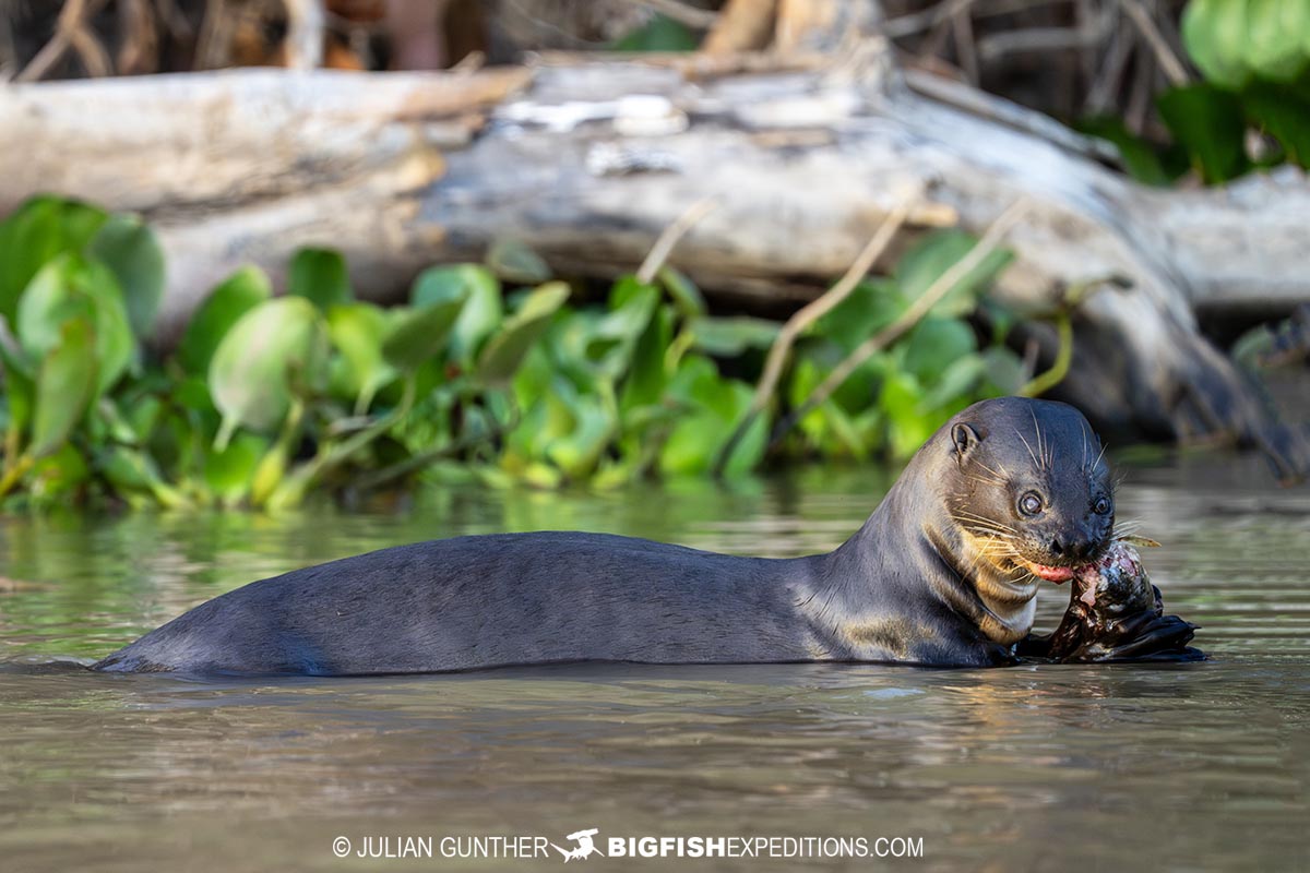 Giant River Otter in the Brazilian Pantanal.