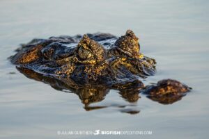 Jacare Caiman in the Pantanal on our Jaguar Photography Tour.