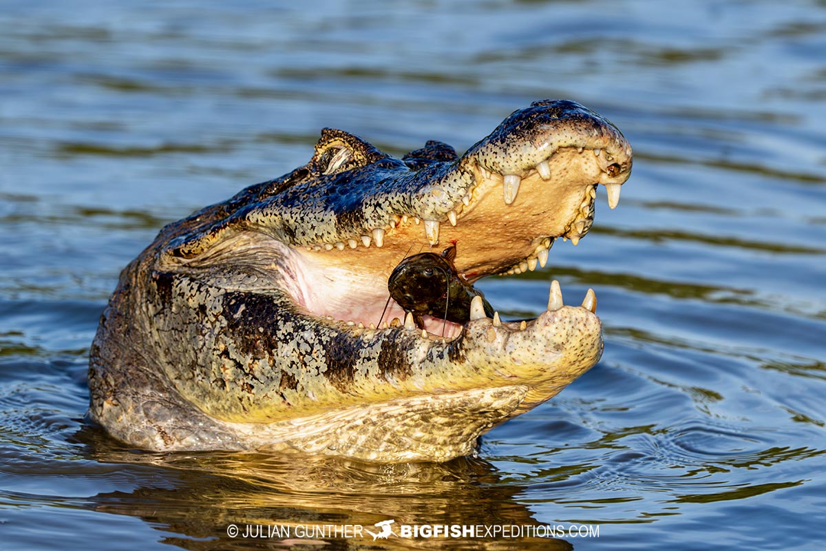 Jacare Caiman in the Pantanal on our Jaguar Photography Tour.