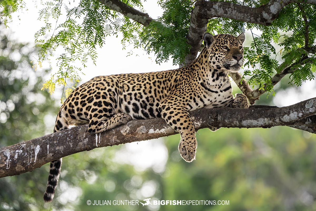 Jaguar Photography Tour in the Brazilian Pantanal.