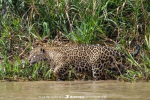 Jaguar Photography Tour in the Brazilian Pantanal.