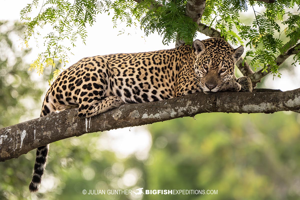 Jaguar Photography Tour in the Brazilian Pantanal.