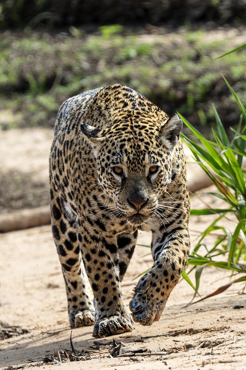 Hunting Jaguar in the Brazilian Pantanal.