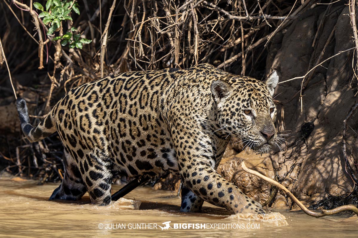 Jaguar hunting on the river bank in the Pantanal.
