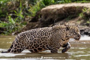 Jaguar hunting on the river bank in the Pantanal.