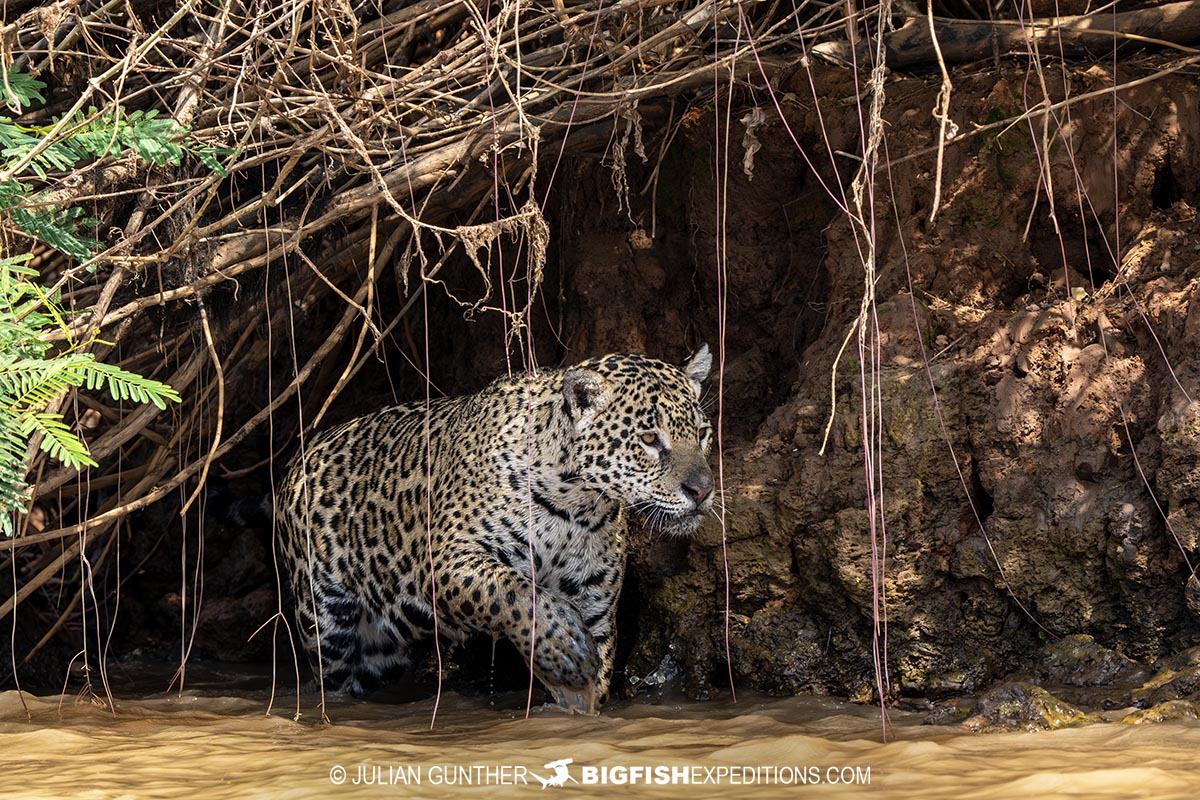 Jaguar hunting for lunch during a photography tour in the Pantanal.