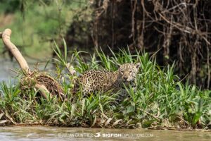 Jaguar hunting for lunch during a photography tour in the Pantanal.