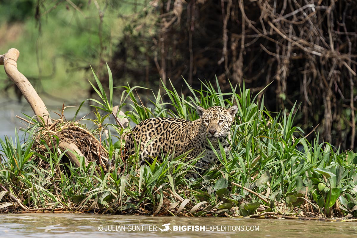 Jaguar hunting for lunch during a photography tour in the Pantanal.
