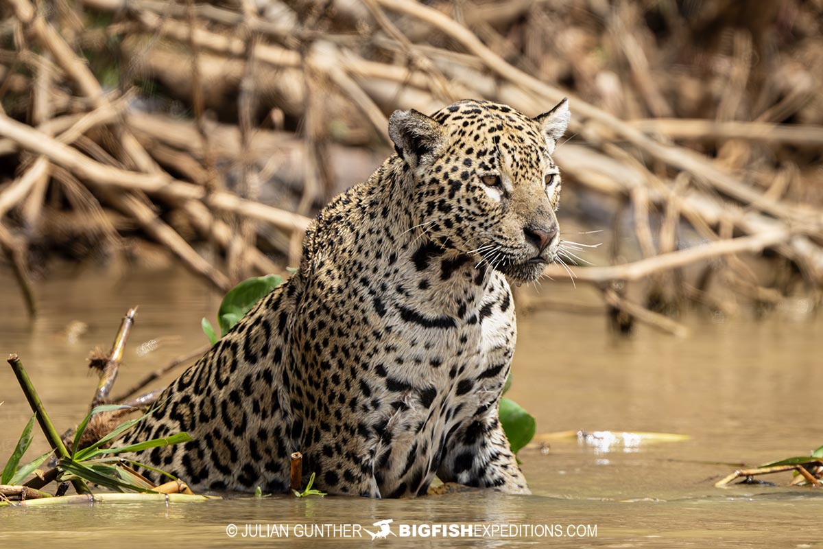 Jaguar hunting in a river channel in the Pantanal.