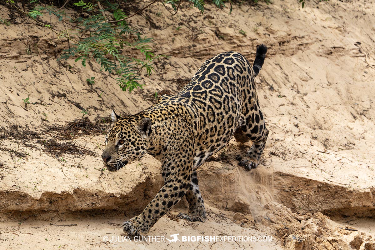Jaguar hunting for lunch during a photography tour in the Pantanal.