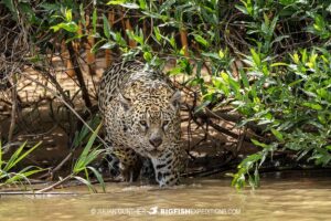 Jaguar photography tour in the Brazilian Pantanal.