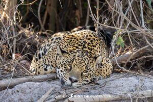 Sleepy Jaguar in the Pantanal.