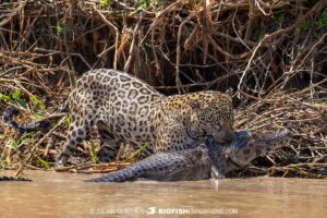 Jaguar hunting caiman in Brazil.
