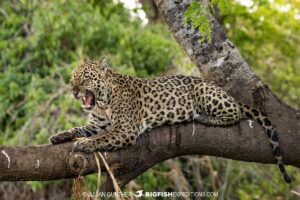 Jaguar Photo Trip in the Pantanal.