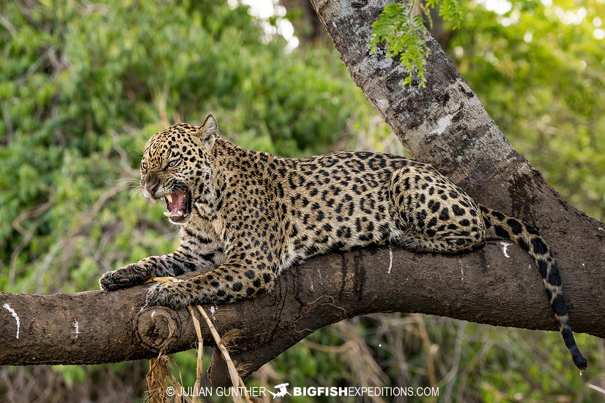 Jaguar Photo Trip in the Pantanal.