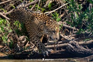 Jaguar in the Pantanal.