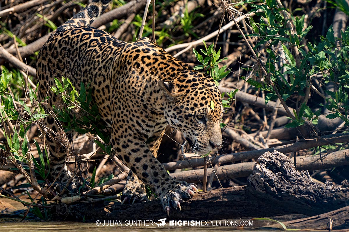 Jaguar in the Pantanal.