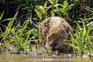Jaguar hunting in a river in the Pantanal.