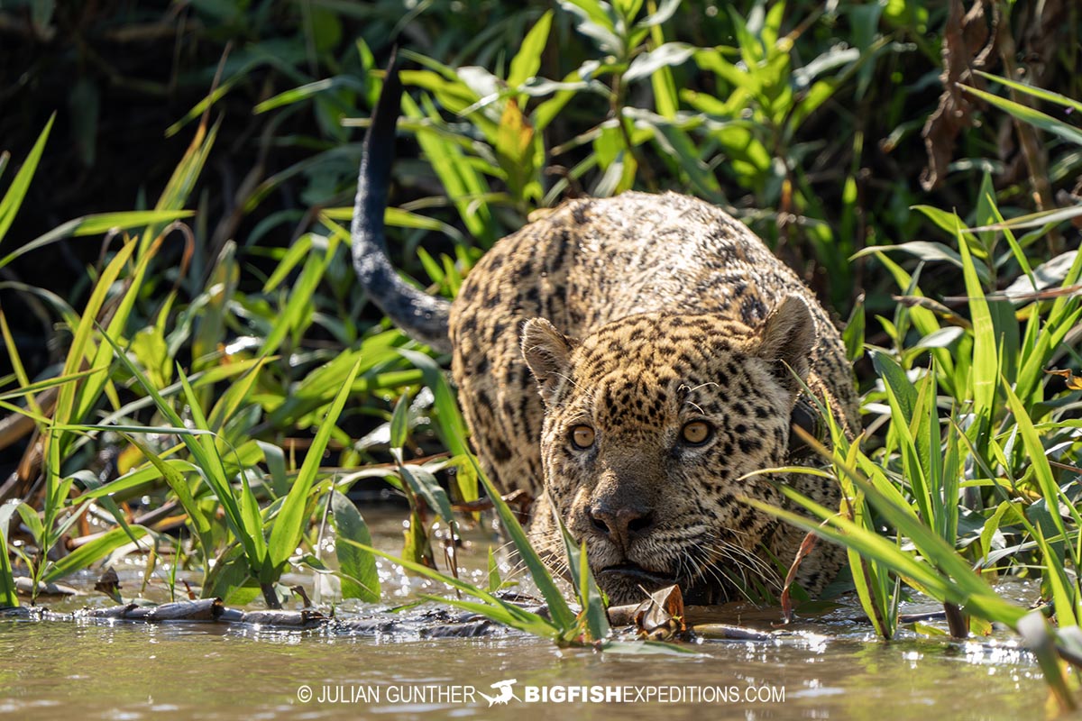 Jaguar hunting in a river in the Pantanal.