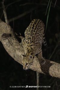 Ocelot photography in the Brazilian Pantanal.