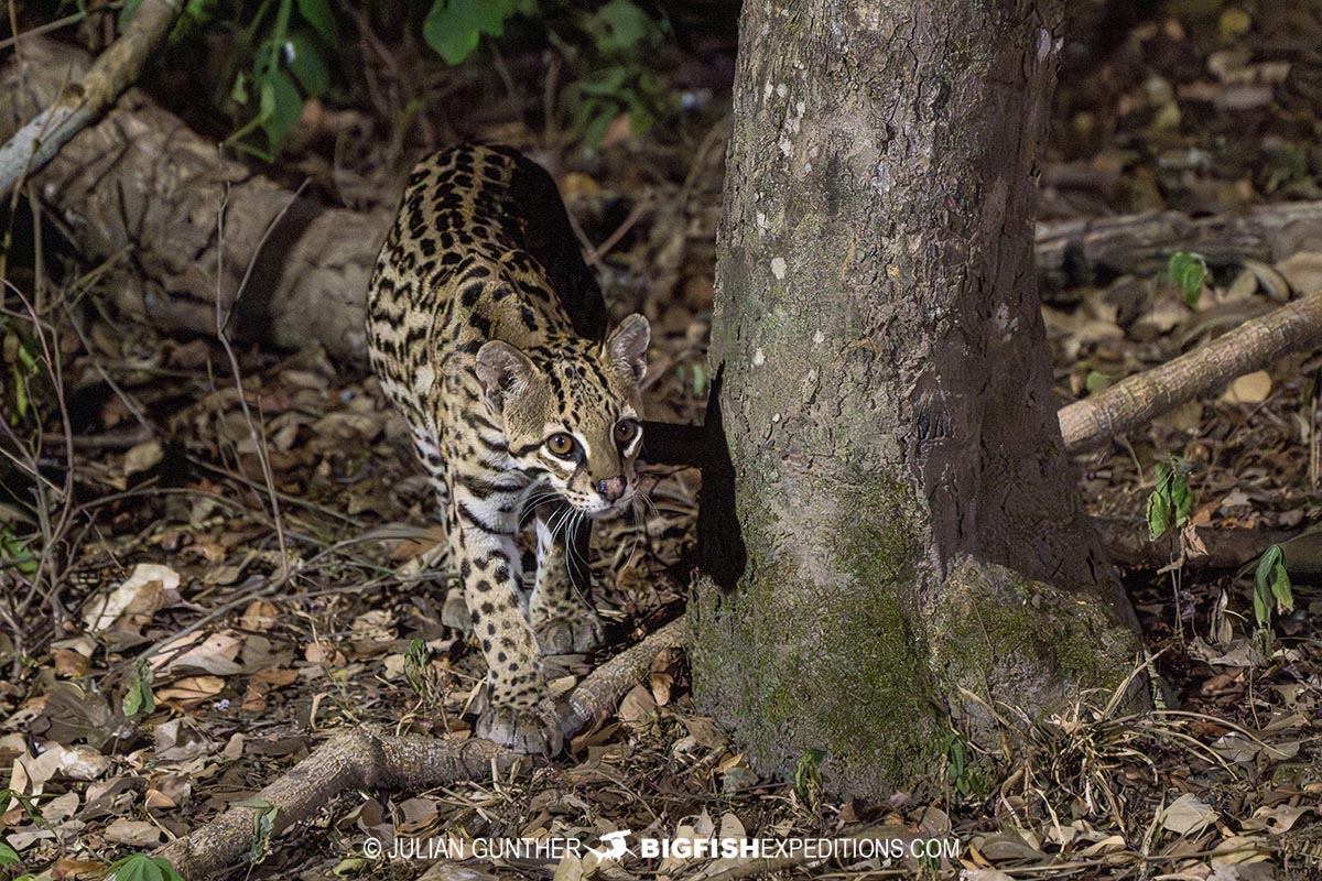 Ocelot photography session in the Brazilian Pantanal.