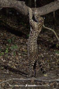 Ocelot night photography in the Brazilian Pantanal.