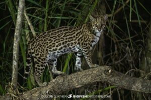 Ocelot photography in the Brazilian Pantanal.