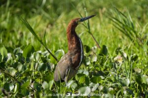 Tiger Heron. Birding in the Pantanal.