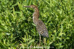 Tiger Heron. Birding in the Pantanal.