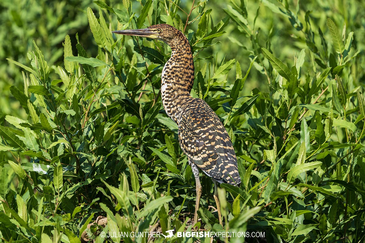 Tiger Heron. Birding in the Pantanal.