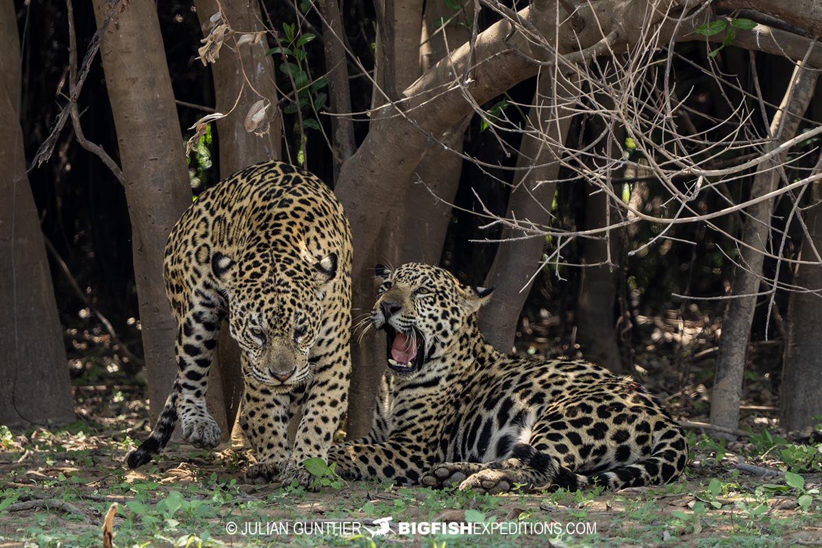 Jaguars relaxing in the Pantanal on our Jaguar Photography Tour.