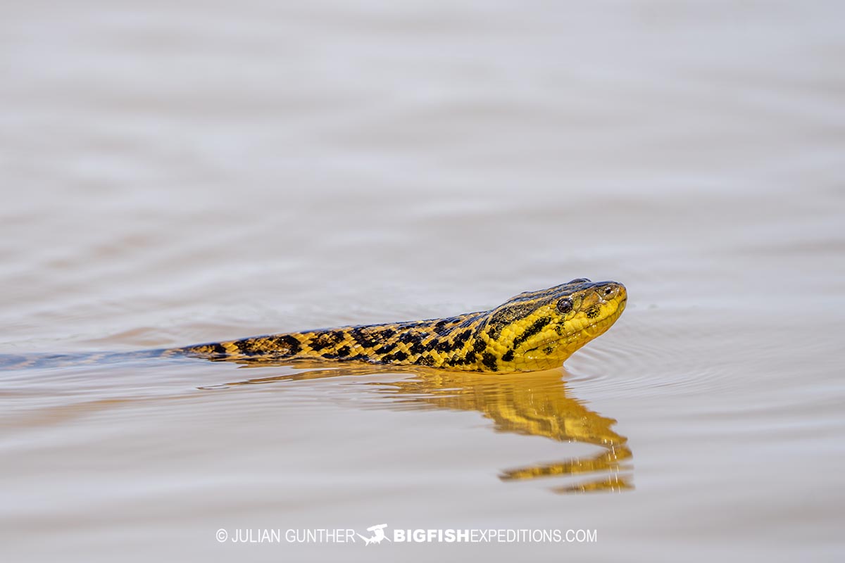 Yellow Anaconda swimming in the Pantanal on our Jaguar Photography Tour.