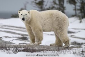 Polar Bear Tour in Churchill 2025