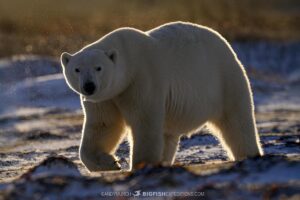 Backlit Polar Bear.