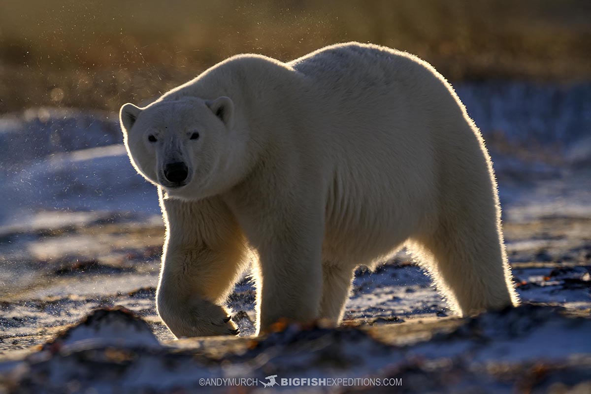Backlit Polar Bear.