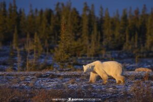 Polar Bear in frosty sunshire on the tundra near Churchill.