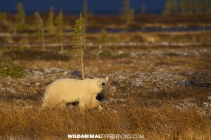 Polar Bear in sunshire on the tundra near Churchill.
