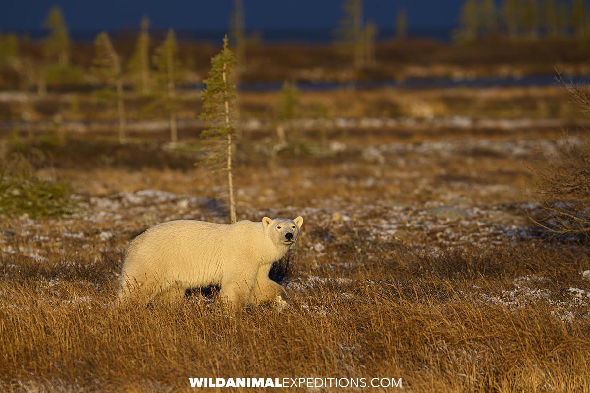 Polar Bear in sunshire on the tundra near Churchill.