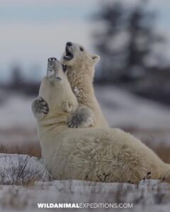 Polar Bear mom playing with her cub in the snow.