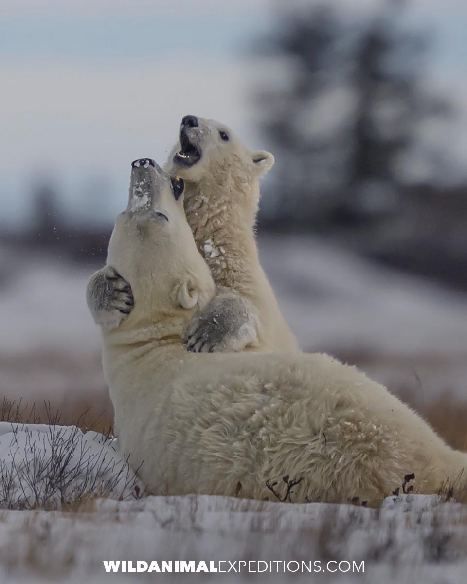 Polar Bear mom playing with her cub in the snow.