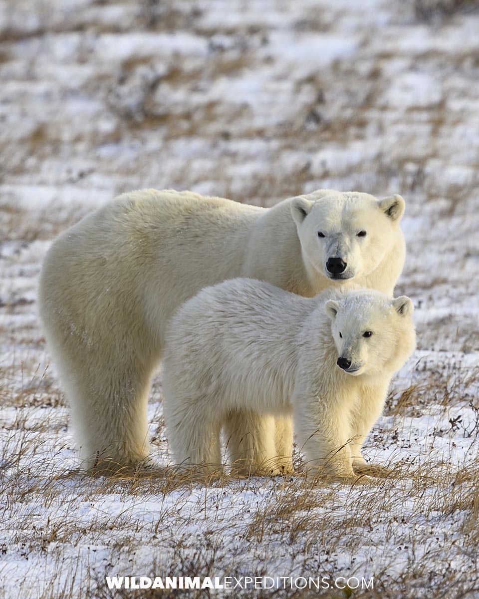 Polar Bear mom and cub in the snow.