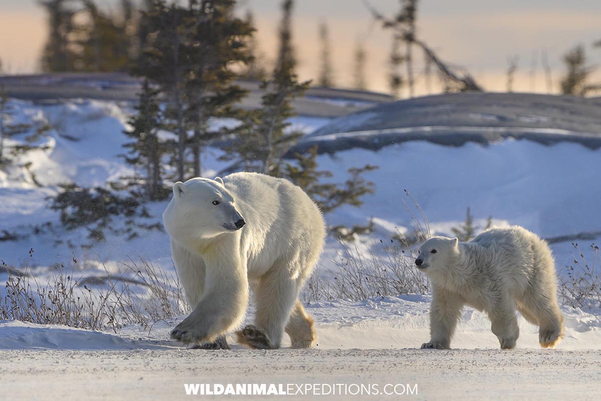 Polar Bear mom and cub on the tundra.