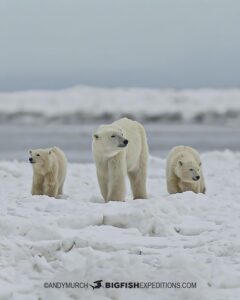 Polar Bear mom with two twin polar bear cubs.